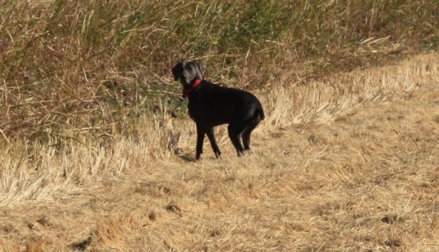 Bird Hunting